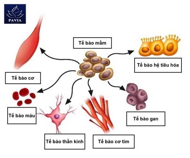 Tế bào mầm là gì